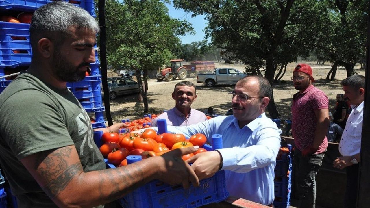 Kaymakam Dolu, domates hasadında üreticilerle buluştu