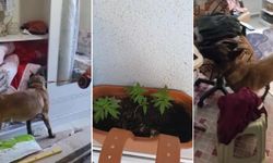 Çanakkale merkezli uyuşturucu operasyonu: 40 gözaltı