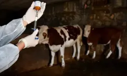 Biga’da şap alarmı! Karantina kararı alındı…