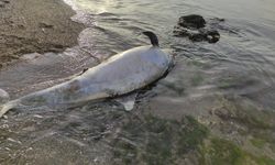 Gelibolu'dan sonra Kemer'de de görüldü