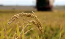 Çeltik alım fiyatları belli oldu