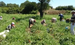 Çanakkale 58 tarımsal üründe Türkiye'de ilk 10'a girdi