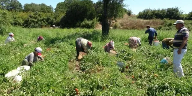 Çanakkale 58 tarımsal üründe Türkiye'de ilk 10'a girdi