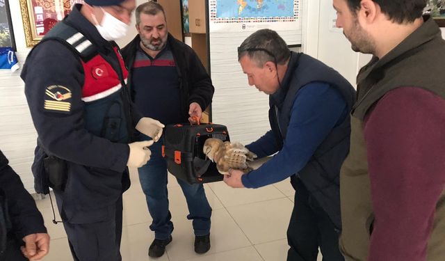 Yaralı peçeli baykuş koruma altına alındı