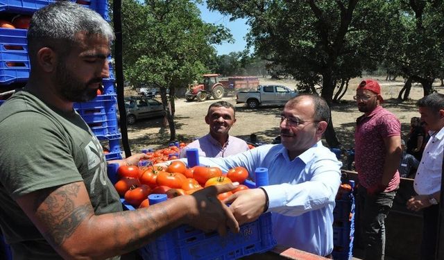 Kaymakam Dolu, domates hasadında üreticilerle buluştu