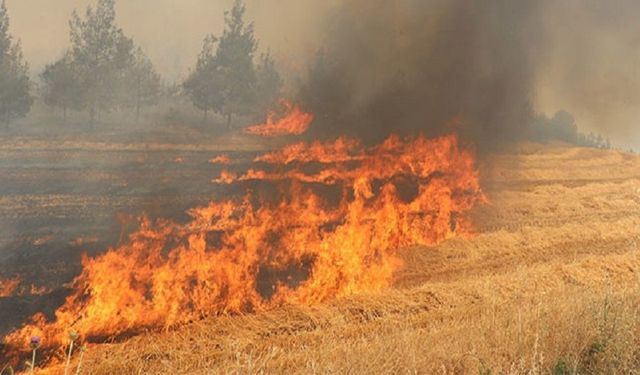 Buğday tarlasında yangın çıktı