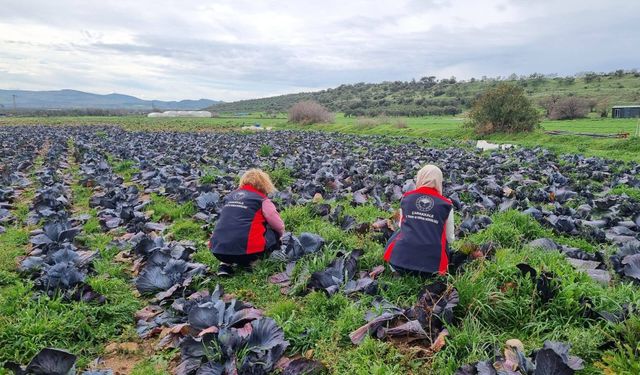 Tarladan sofraya sağlık için teknik inceleme