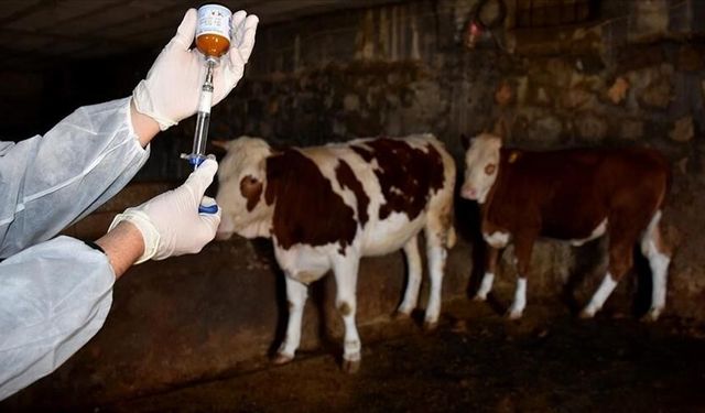 Biga’da 21 köyde şap karantinası