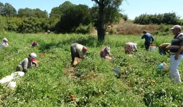 Çanakkale 58 tarımsal üründe Türkiye'de ilk 10'a girdi