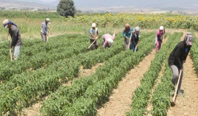 Çanakkale kuru fasulye ekecek