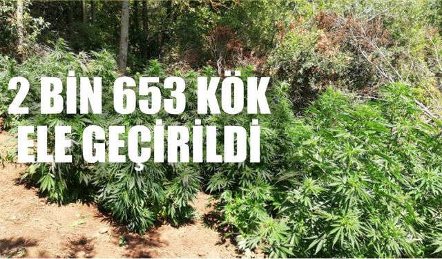 2 Bin 653 Kök Kenevir Ele Geçirildi