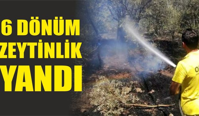 5 dönüm zeytinlik yandı!