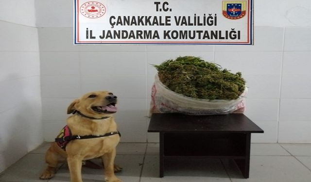 780 kök ve 11,5 kilo skunk yakalandı