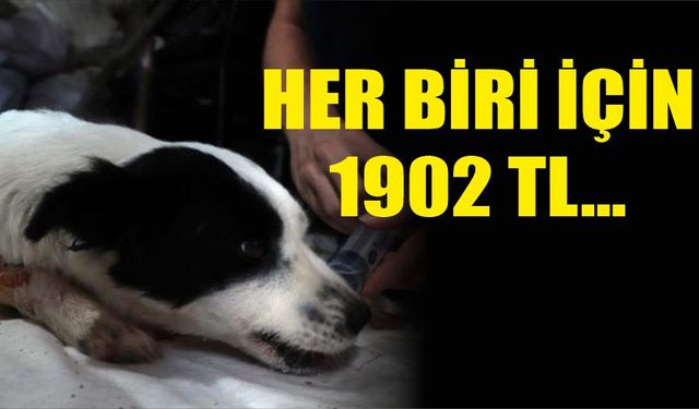 Katledilen her bir köpek için 1902 TL ceza..