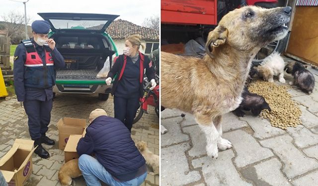 Sokak Köpeklerini Jandarma Kurtardı