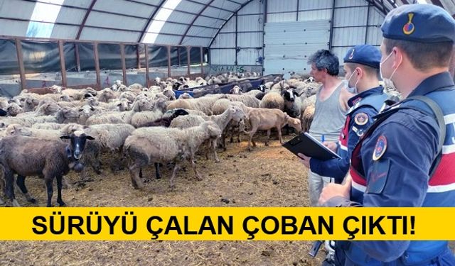 Çalınan Hayvanları ve Hırsızı Jandarma Buldu