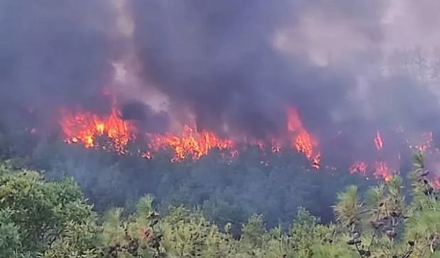 Bayramiç’te Orman Yangını