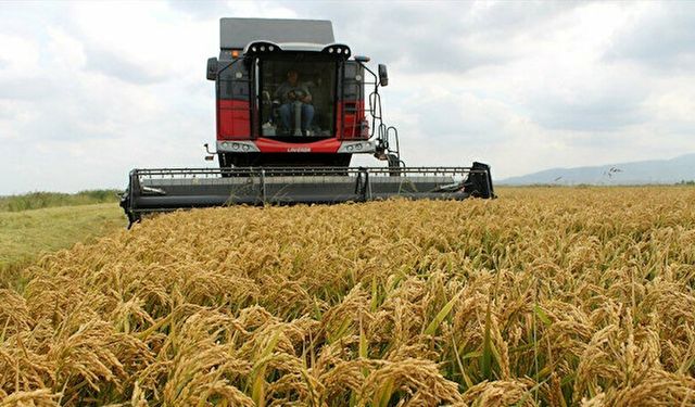 Çeltik alım fiyatları açıklandı