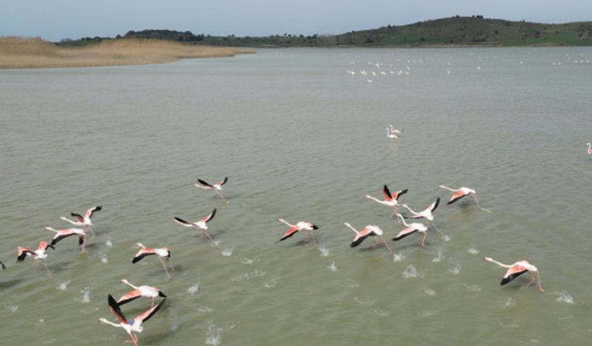 Suvla Gölü'nün misafiri flamingolar geldi