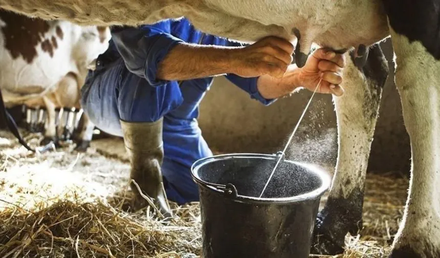 Çiğ süt tavsiye fiyatı açıklandı