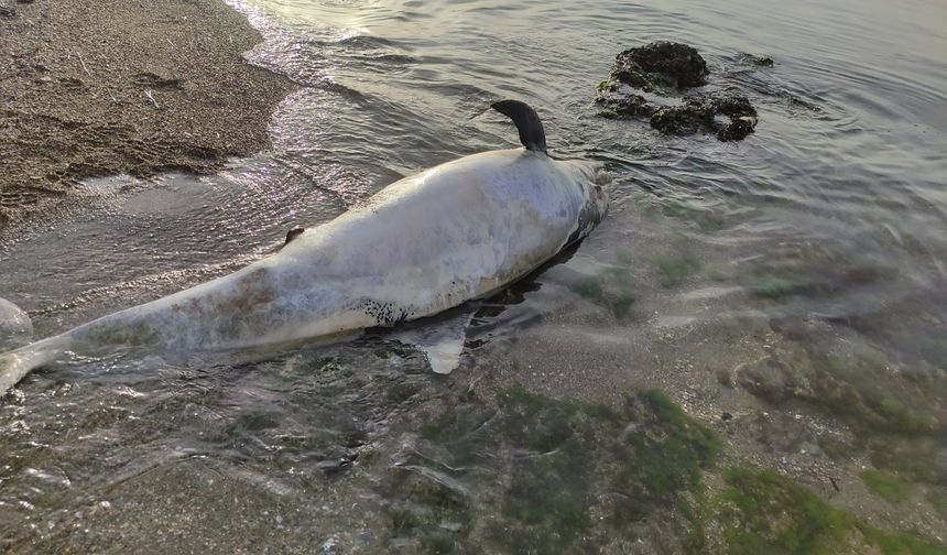 Gelibolu'dan sonra Kemer'de de görüldü