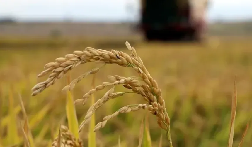 Çeltik alım fiyatları belli oldu