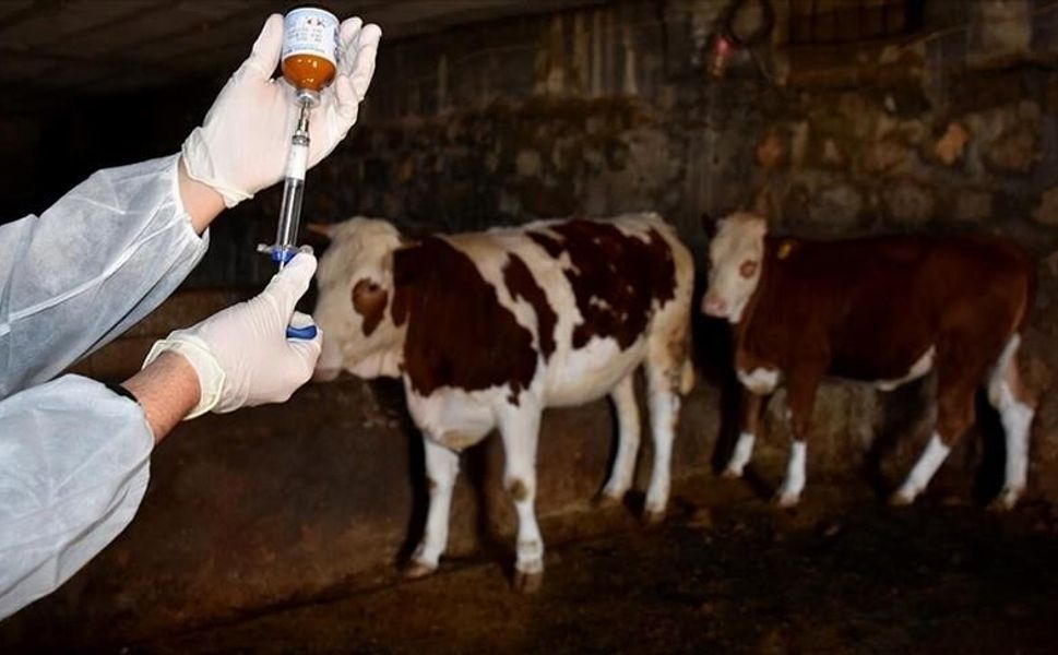 Biga’da 21 köyde şap karantinası