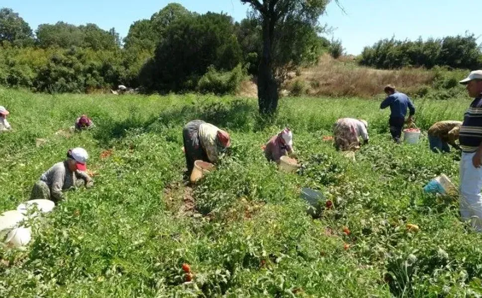 Çanakkale 58 tarımsal üründe Türkiye'de ilk 10'a girdi