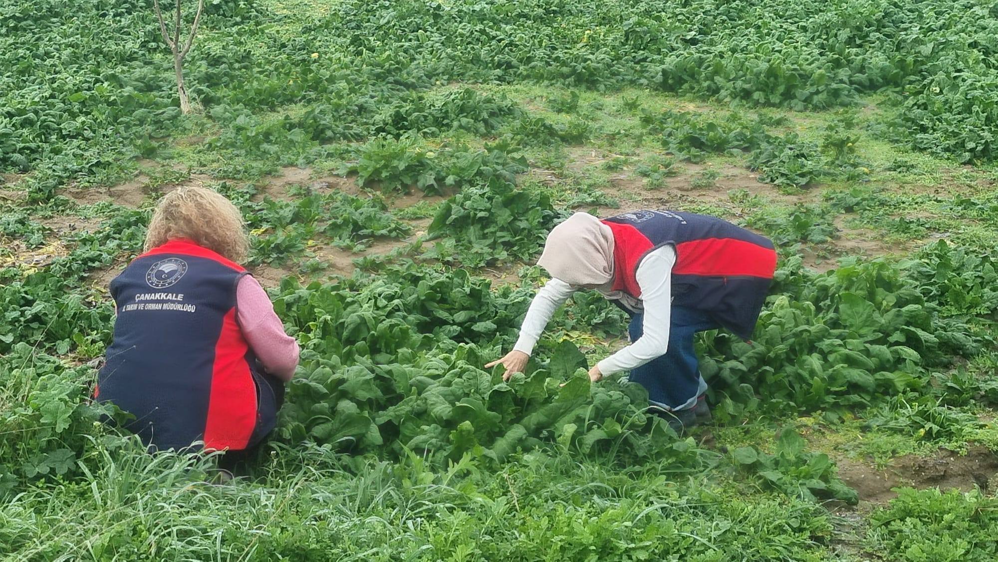 632759718 1518953633125452 5556504002533577729 N